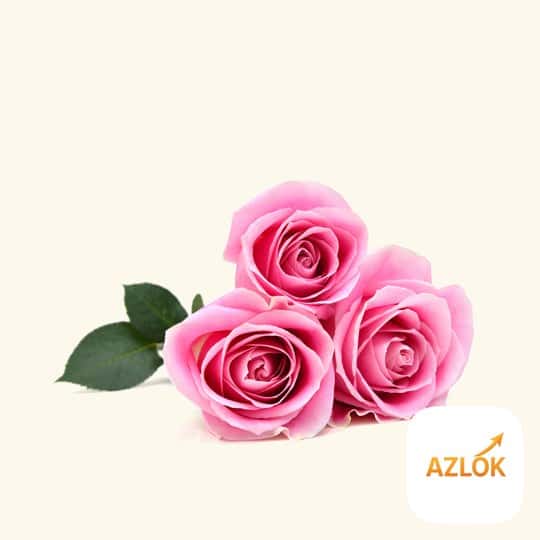 British Tea Rose Fragrance Oil