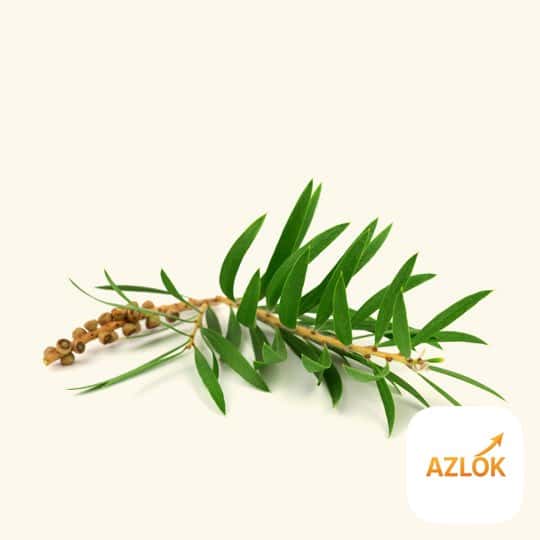 Cajeput Essential Oil