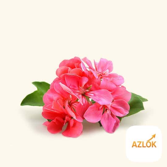 Geranium Fragrance oil