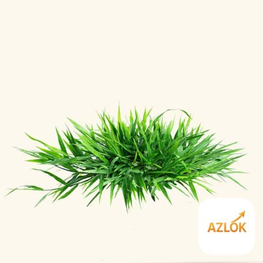 Green Lush Fragrance Oil