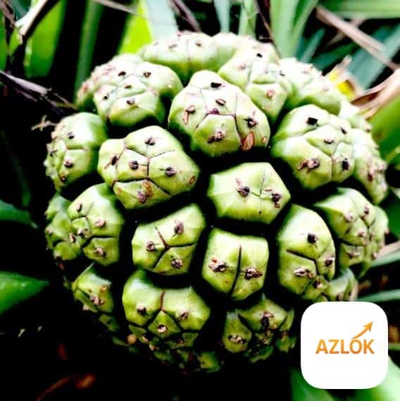 Kewra Fragrance Oil