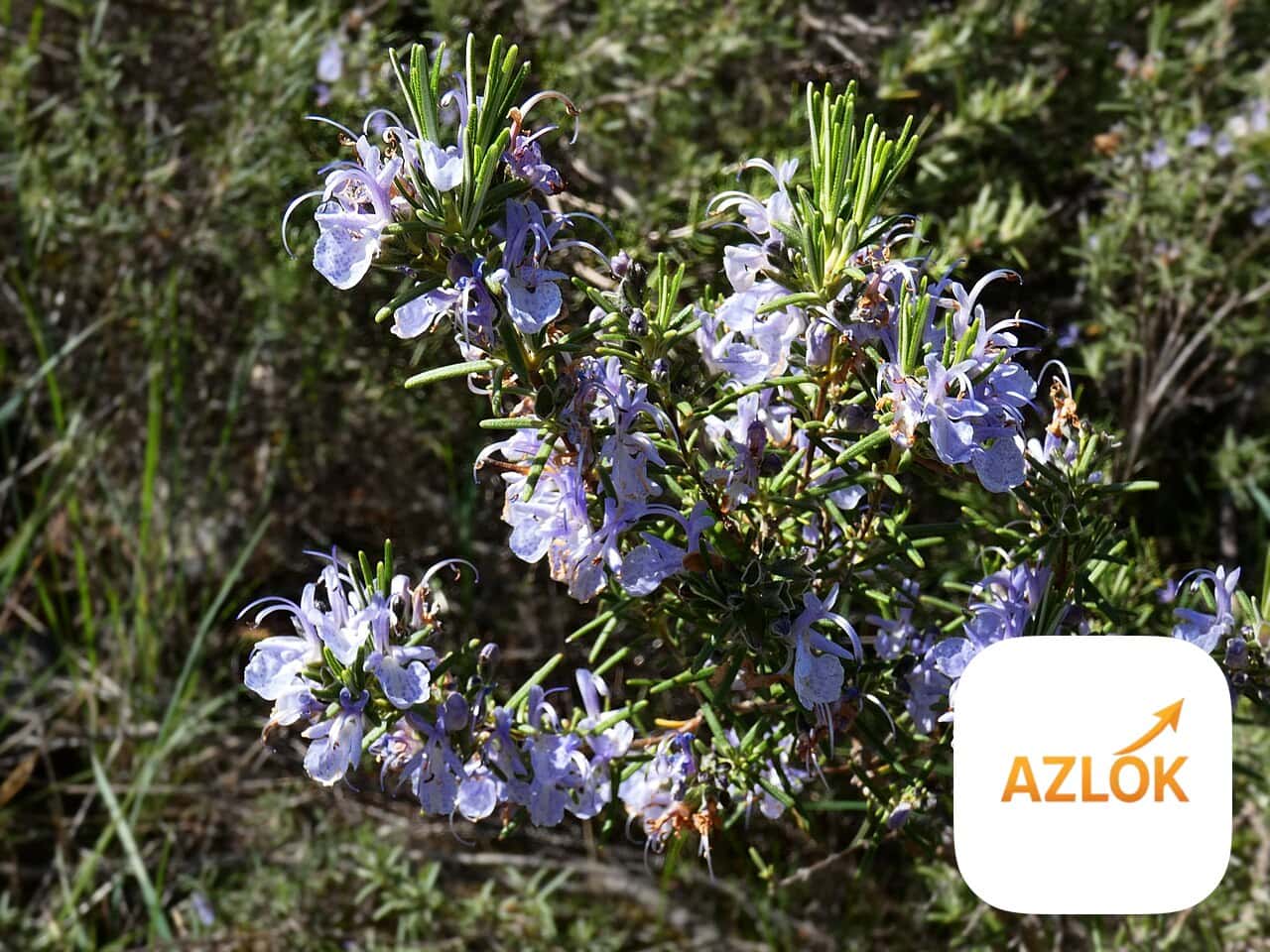 Lavender Oil + Rosemary Essential Oil - Combo Pack