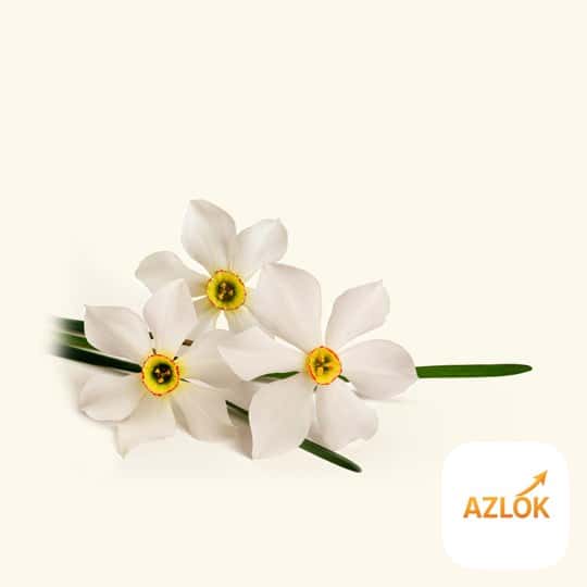 Nargis Fragrance Oil