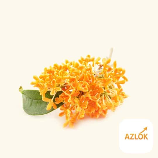 Osmanthus Essential Oil