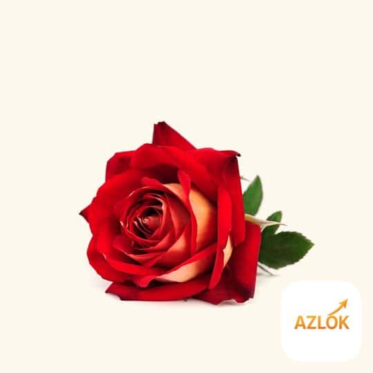 Royal Rose Fragrance Oil