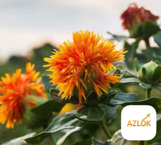 Safflower Oil