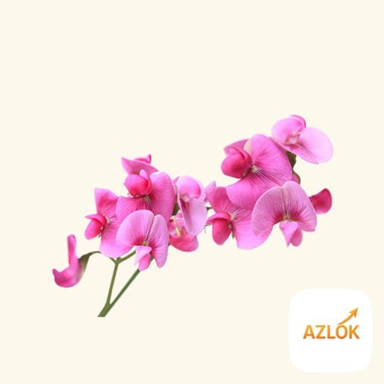 Sweet Pea Fragrance Oil - Image 1