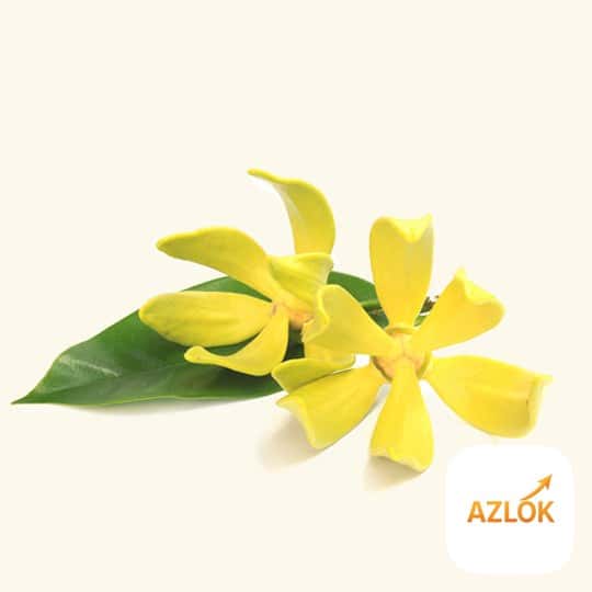 Ylang Ylang Fragrance Oil