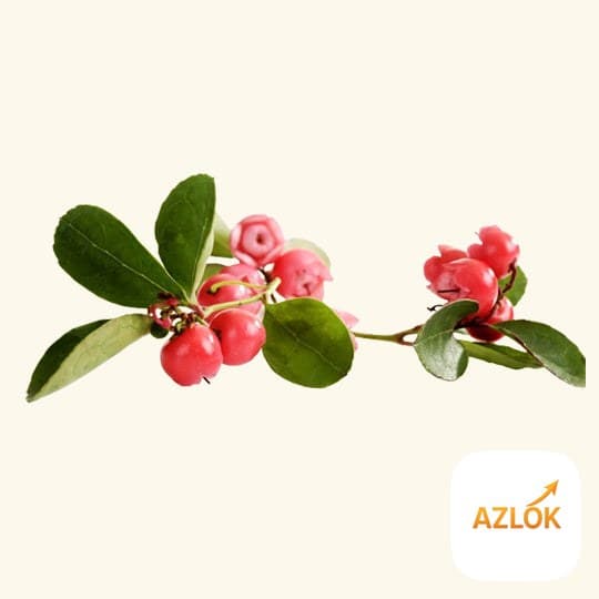 Wintergreen (Gaultheria) Essential Oil - Image 1
